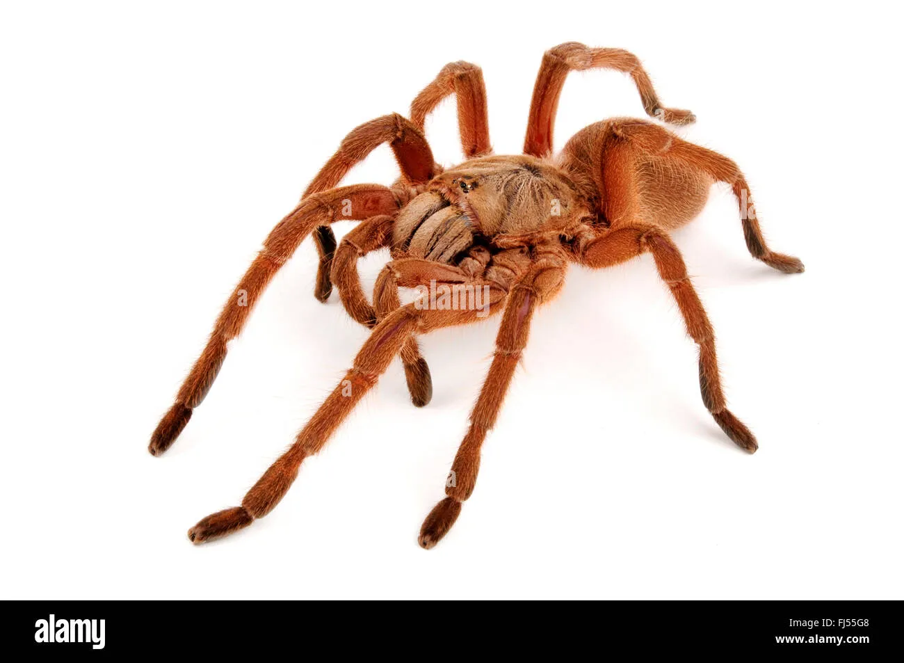 19538 suina tarantula enclosure