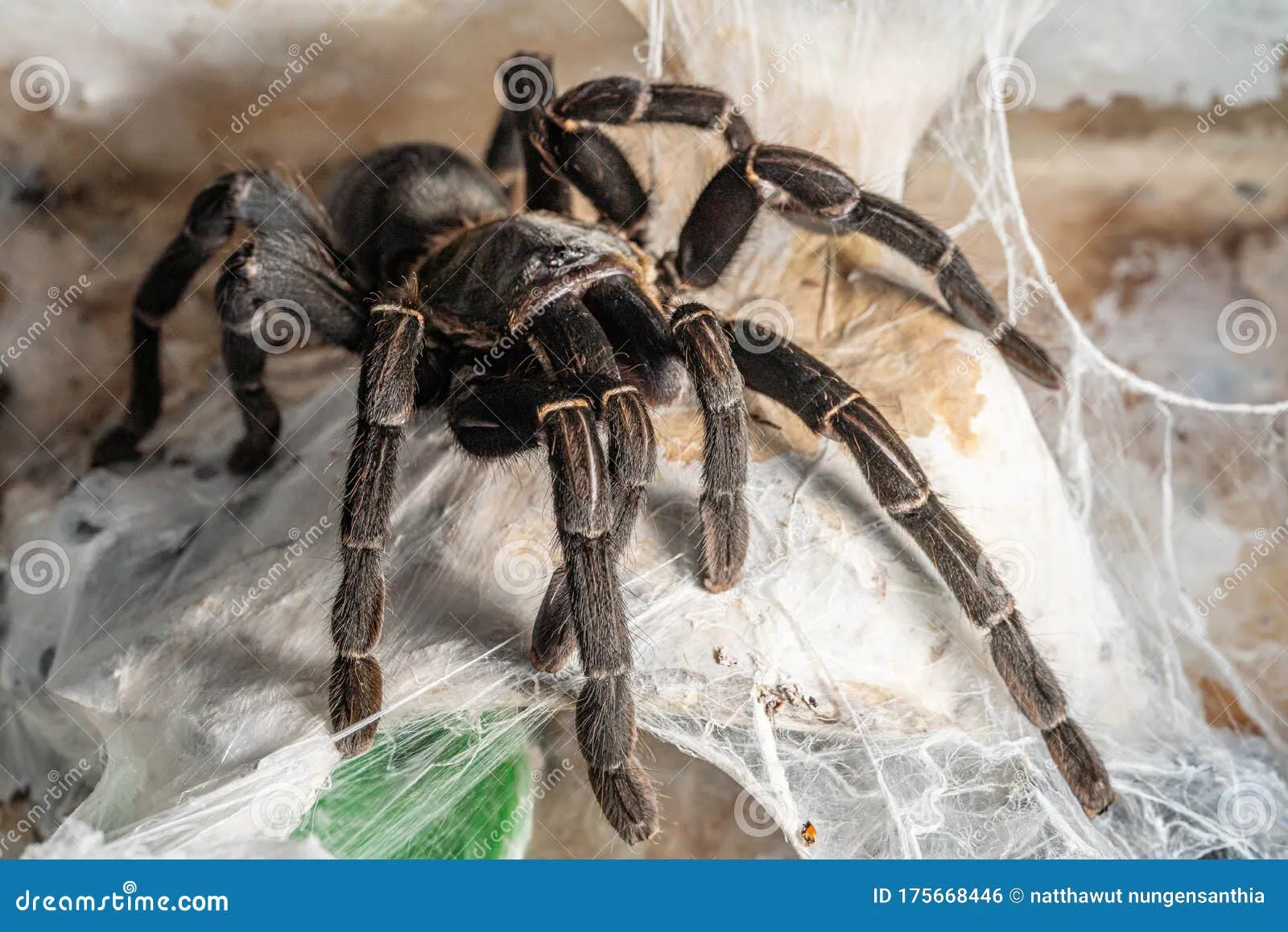 19538 suina tarantula feeding