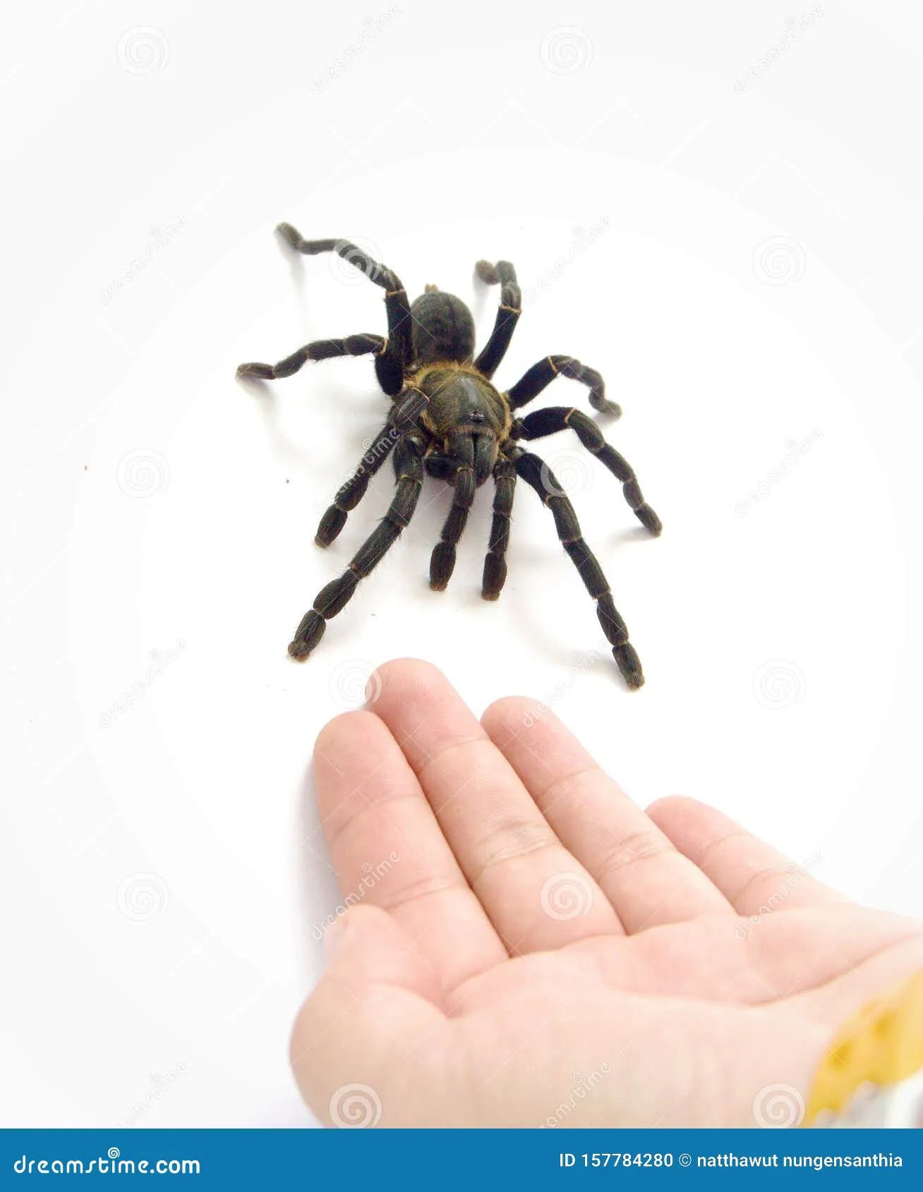 19538 suina tarantula handling