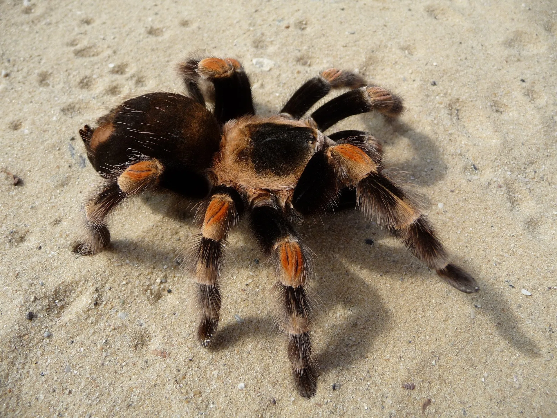 /img/19538-suina-tarantula-molting.webp