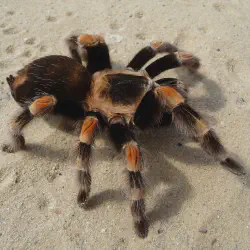 /img/19538-suina-tarantula-molting.webp