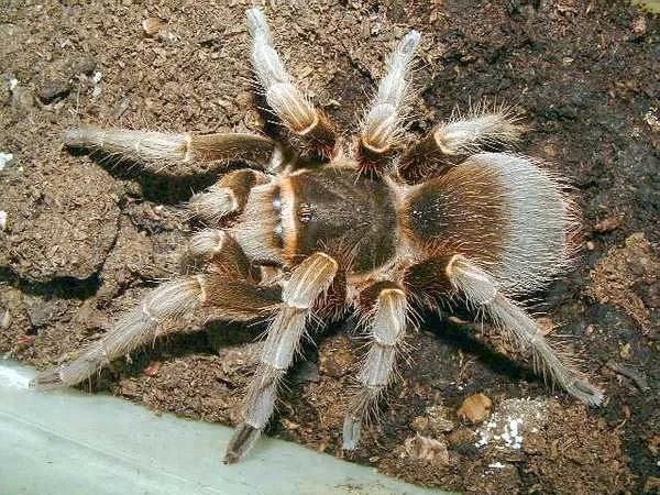 19538 suina tarantula overview