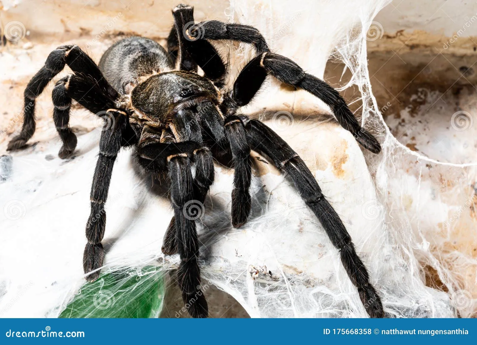19538 suina tarantula substrate