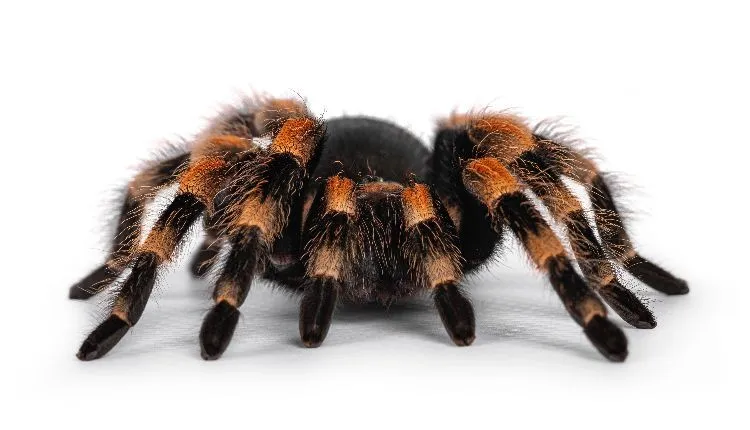 19539 tarantula feeding