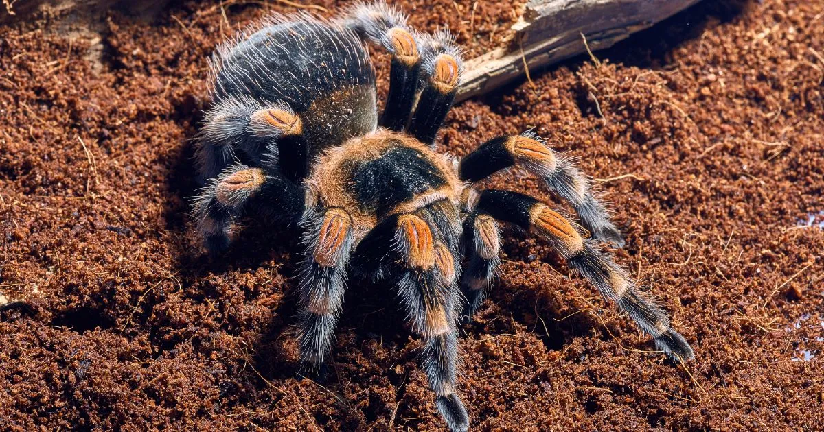 19539 tarantula handling