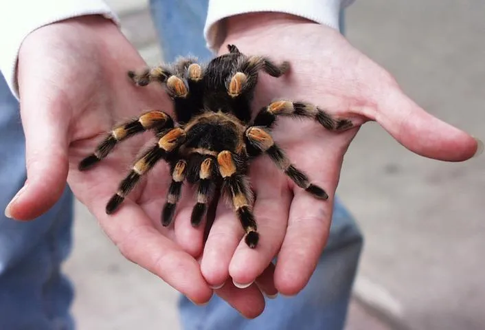 /img/19539-tarantula-health-check.webp