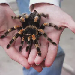 /img/19539-tarantula-health-check.webp
