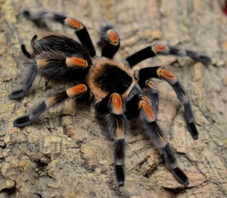 19539 tarantula molting