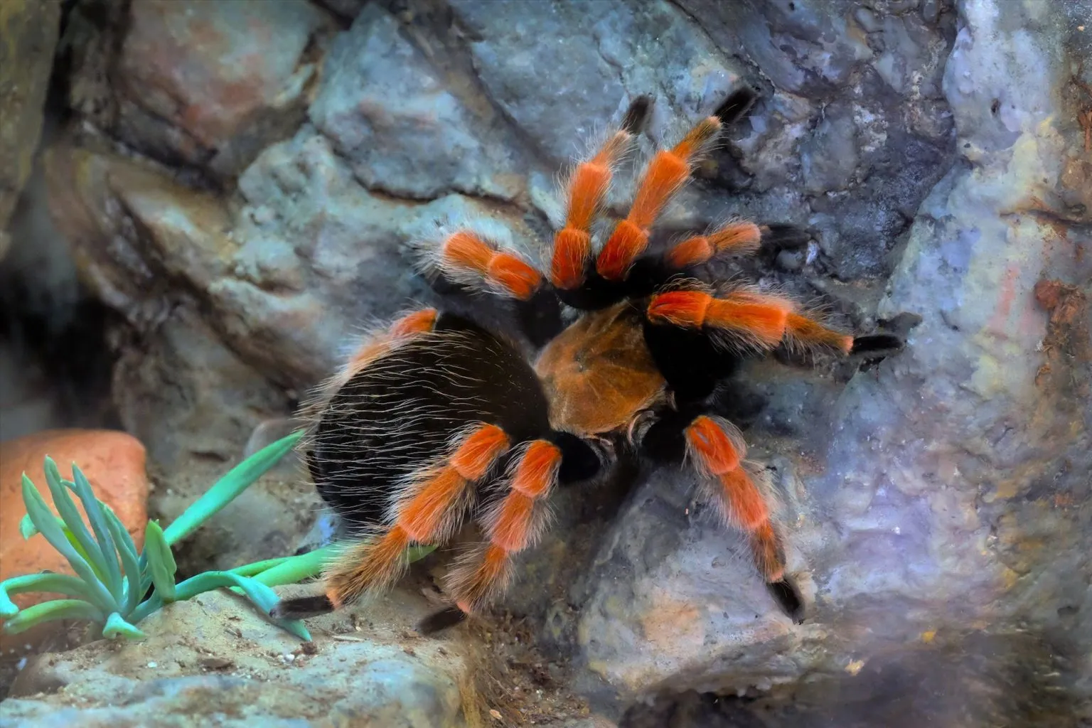 19539 tarantula watering