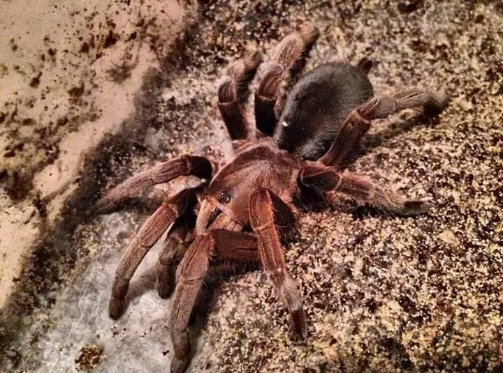 19540 australian tarantula bite
