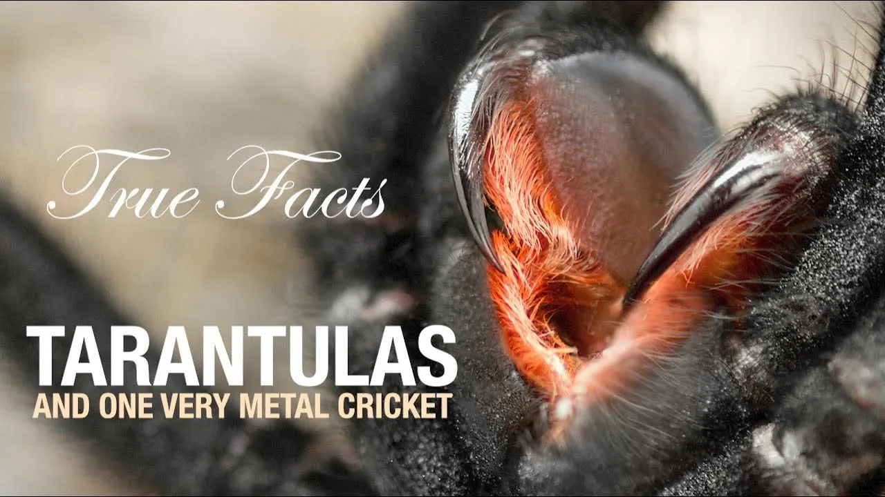 /img/19540-australian-tarantula-feeding.webp