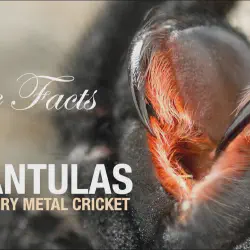 /img/19540-australian-tarantula-feeding.webp