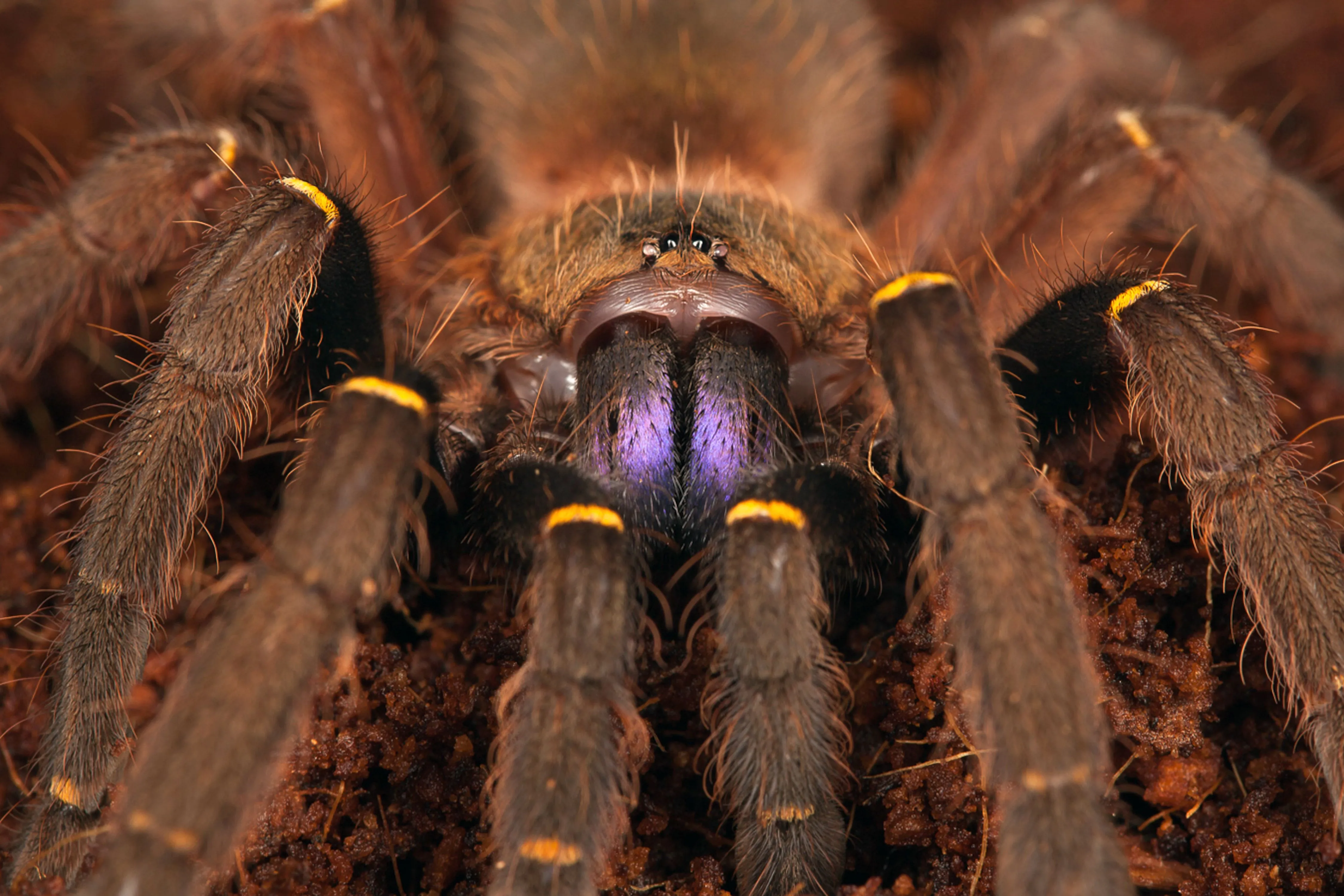 19540 australian tarantula habitat care