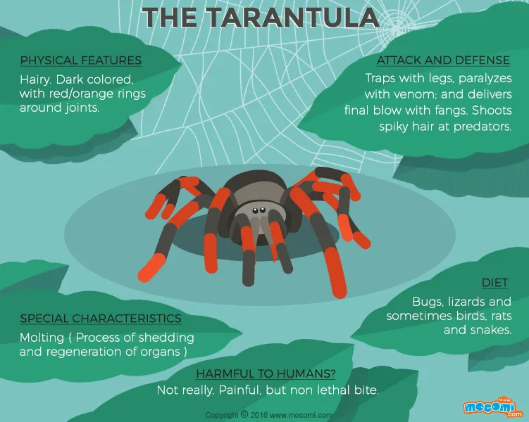 19540 australian tarantula hunting