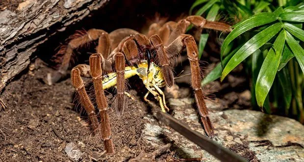 19540 australian tarantula size