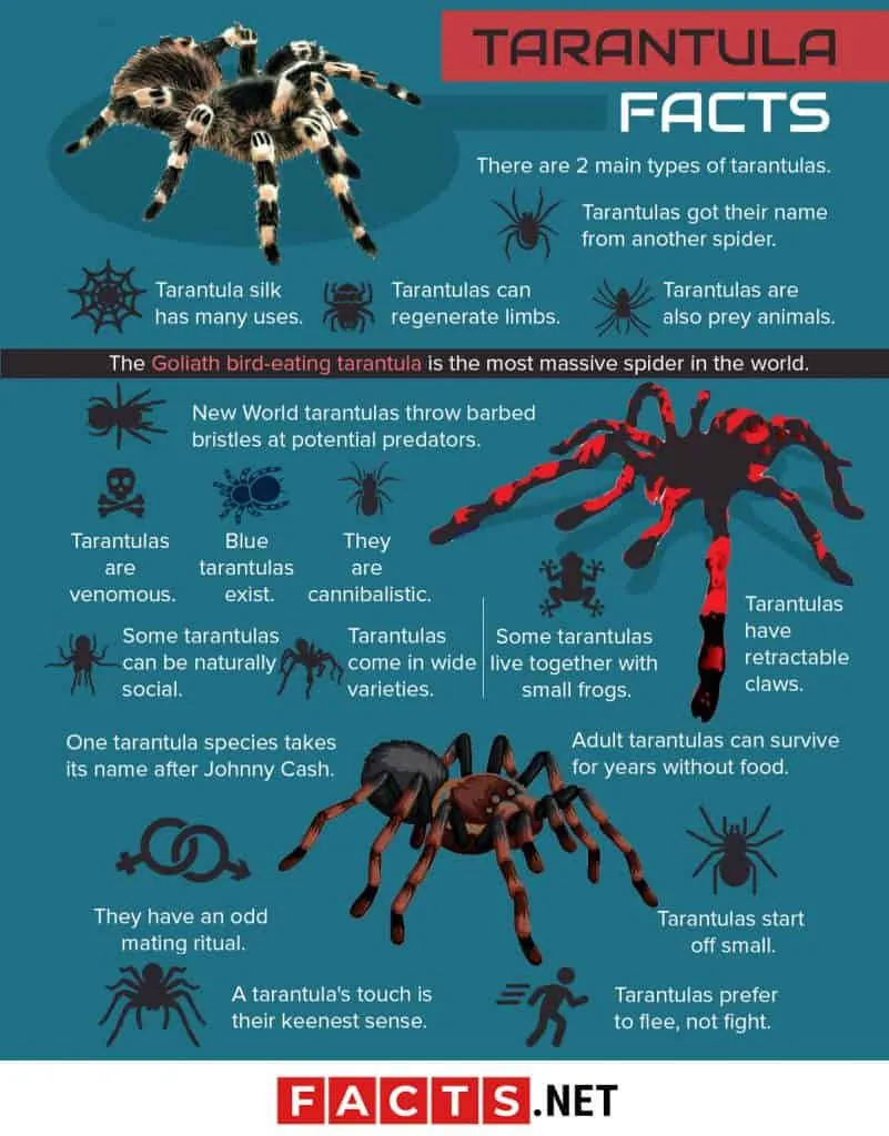 19540 australian tarantula types