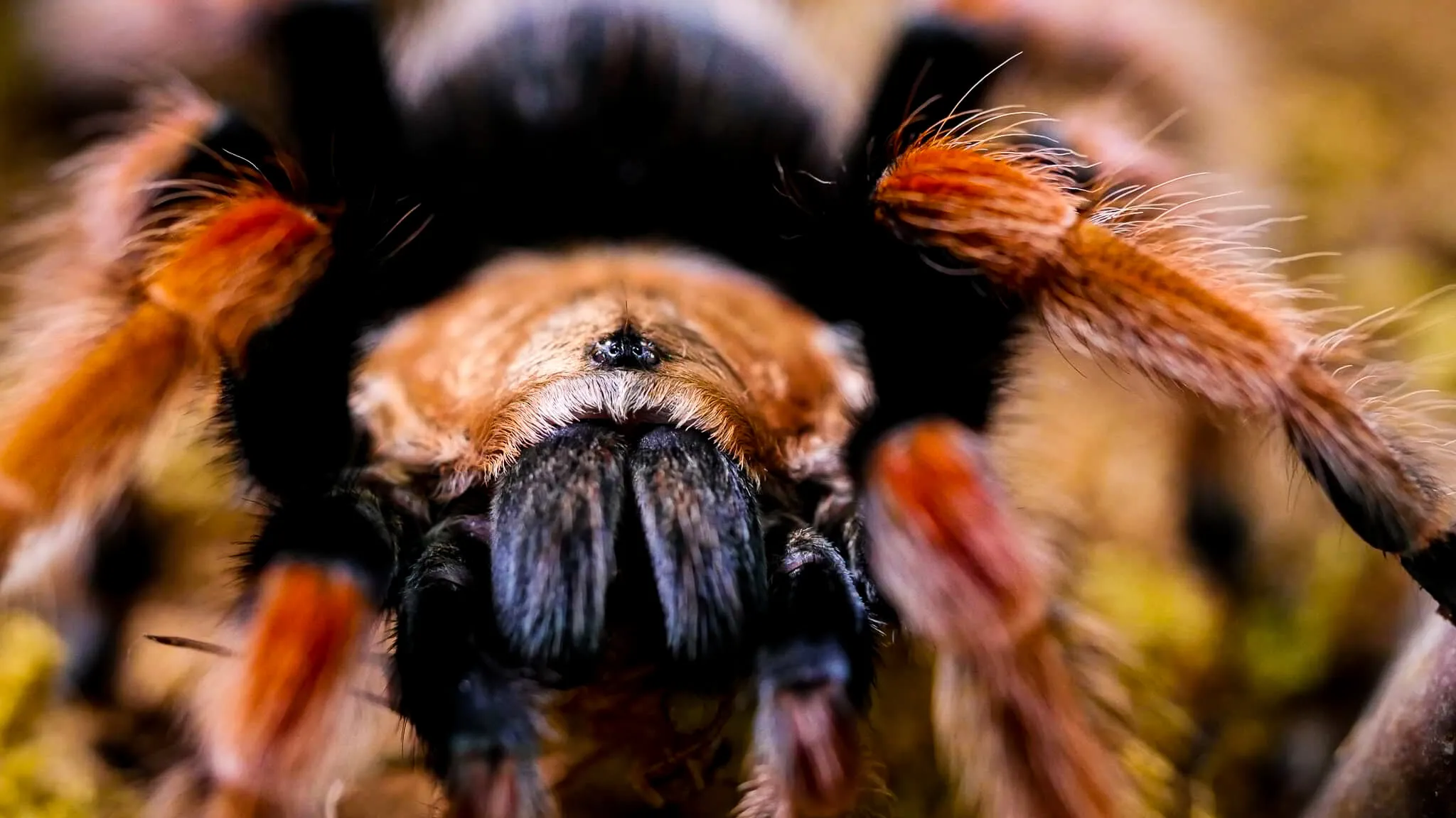 19541 mexican fireleg tarantula aging