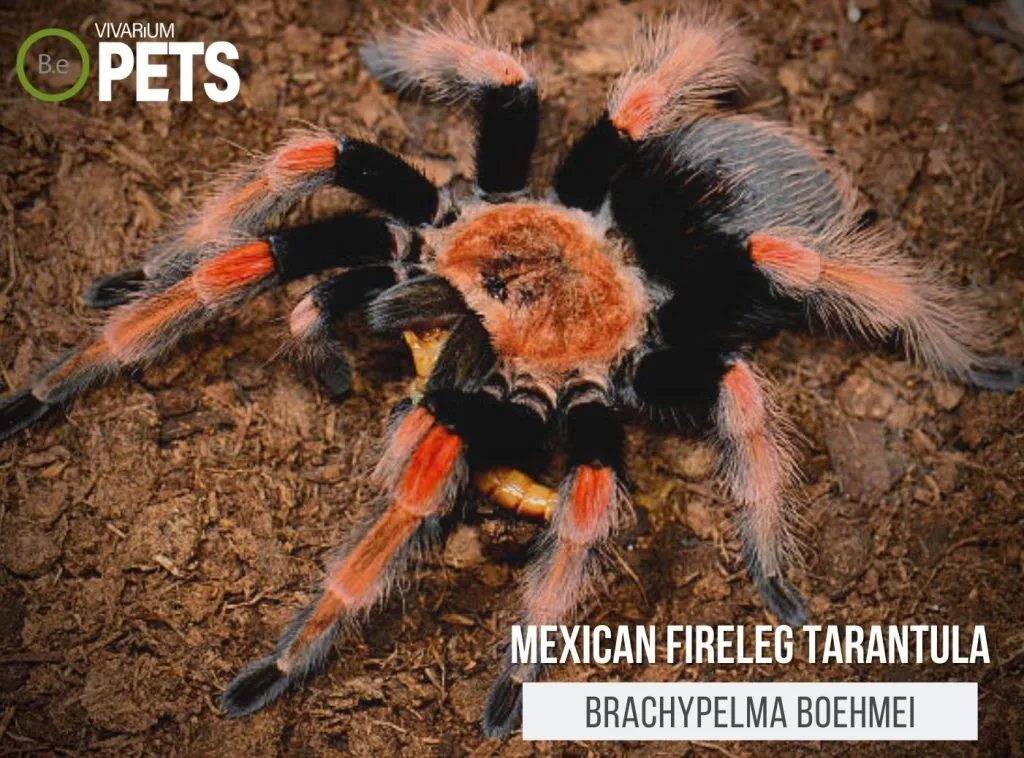 19541 mexican fireleg tarantula enclosure