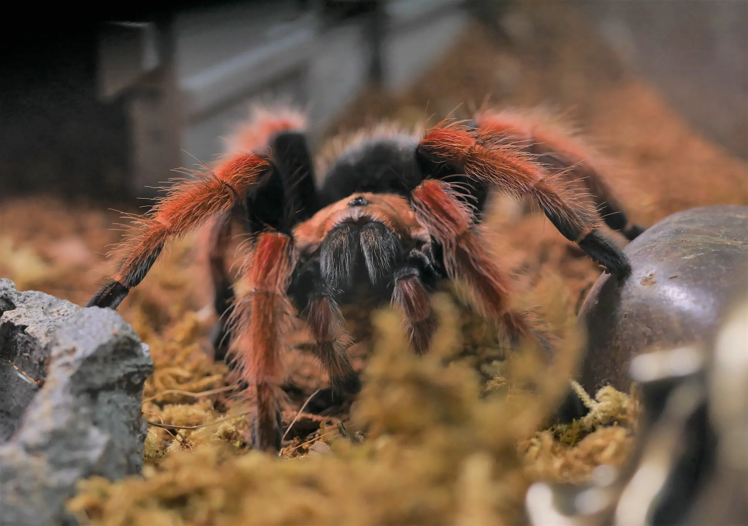 /img/19541-mexican-fireleg-tarantula-habitat.webp