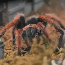 /img/19541-mexican-fireleg-tarantula-habitat.webp