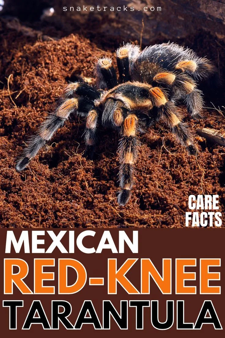 19541 mexican fireleg tarantula health check