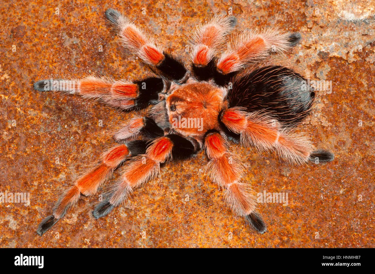 19541 mexican fireleg tarantula humidity