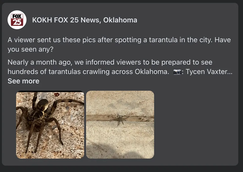 19542 tarantula habitat