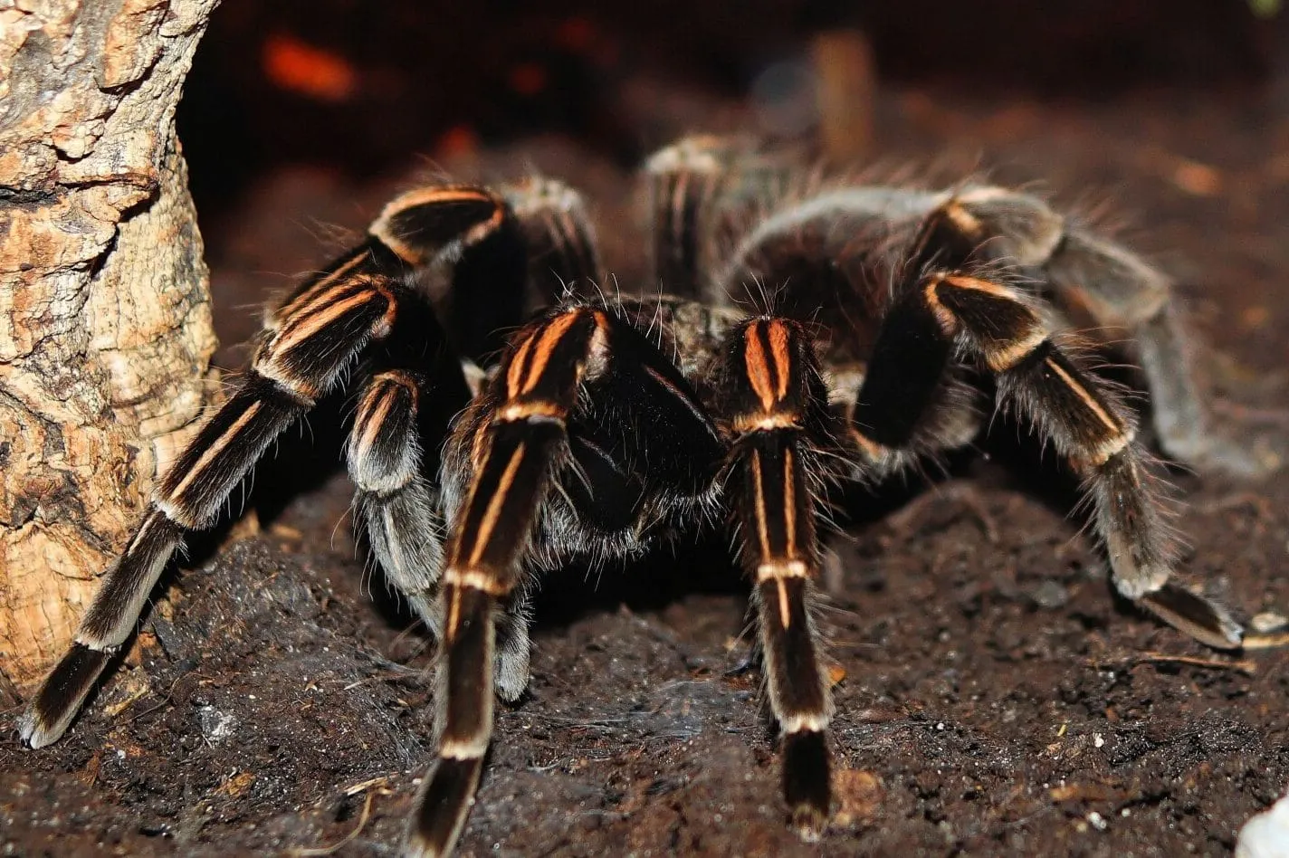 /img/19542-tarantula-hunting.webp