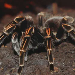 /img/19542-tarantula-hunting.webp