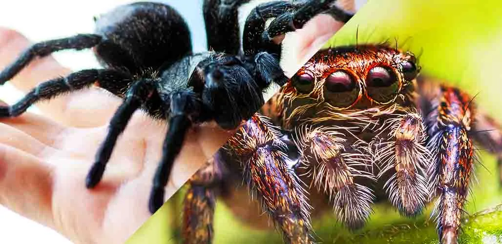 19542 tarantula size