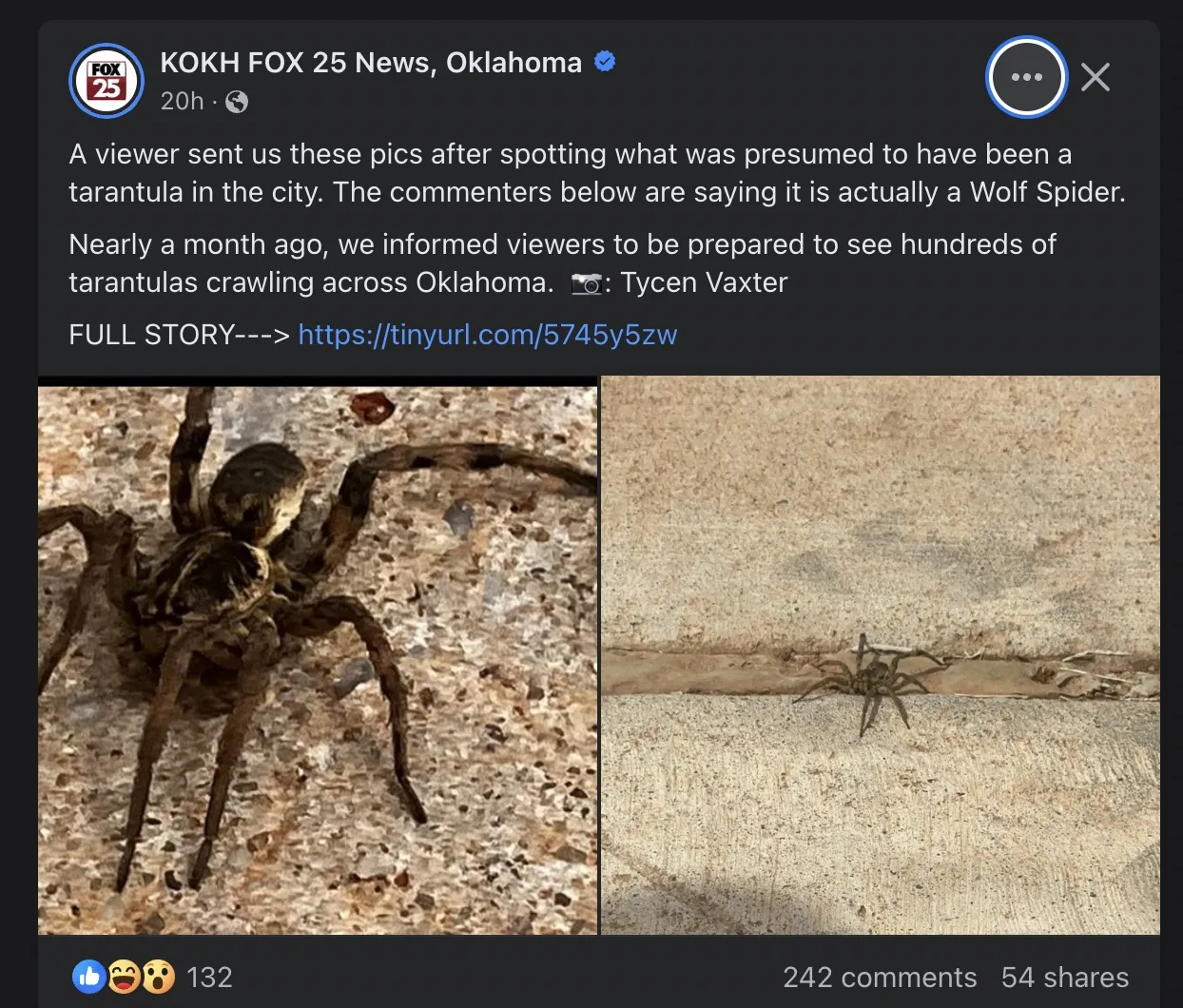 19542 wolf spider hunting