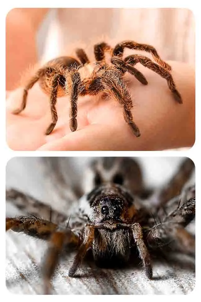 19542 wolf spider size