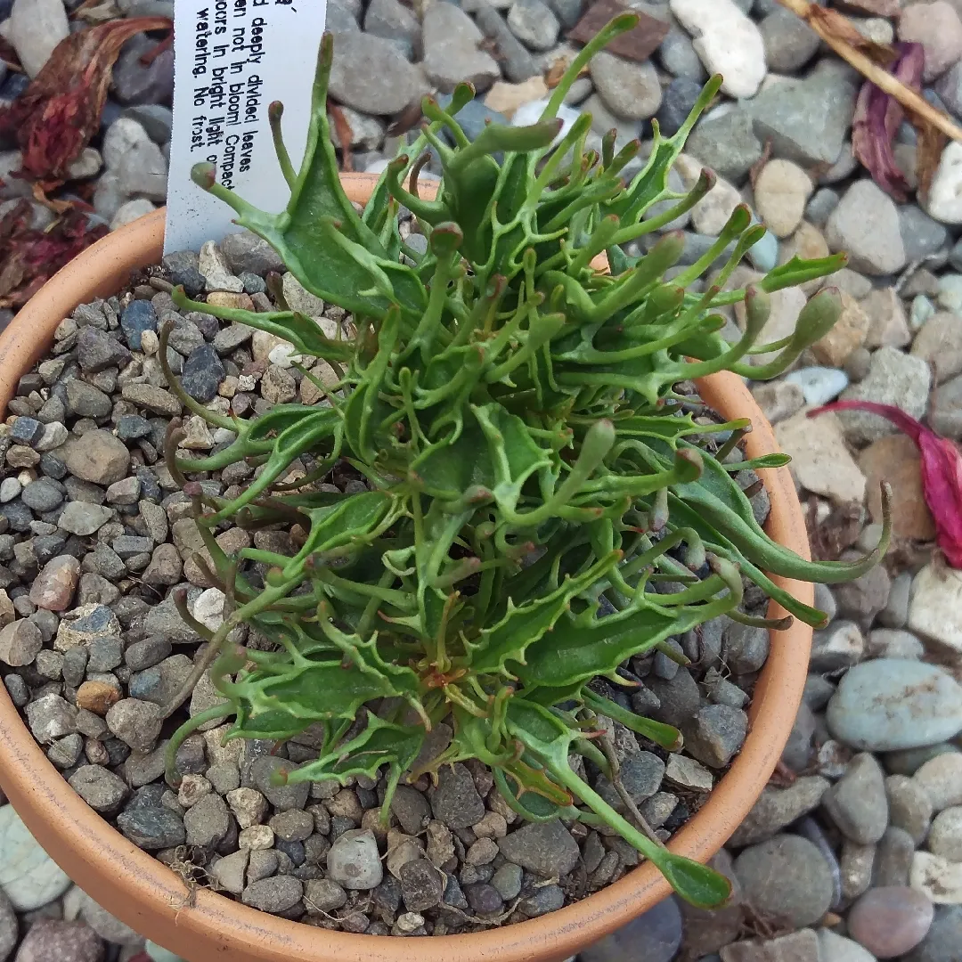 /img/19543-tarantula-plant-maintenance.webp