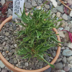 /img/19543-tarantula-plant-maintenance.webp