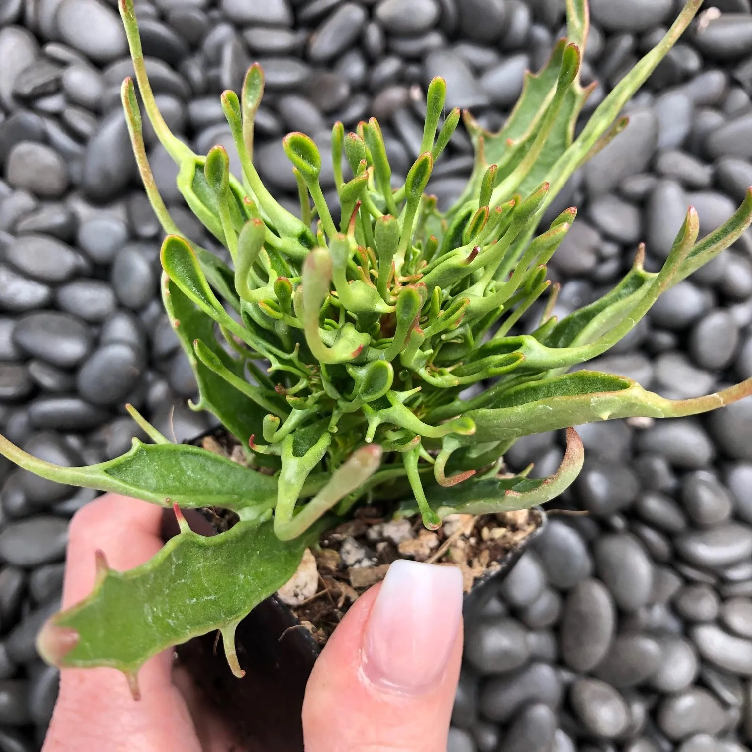 19543 tarantula plant propagation