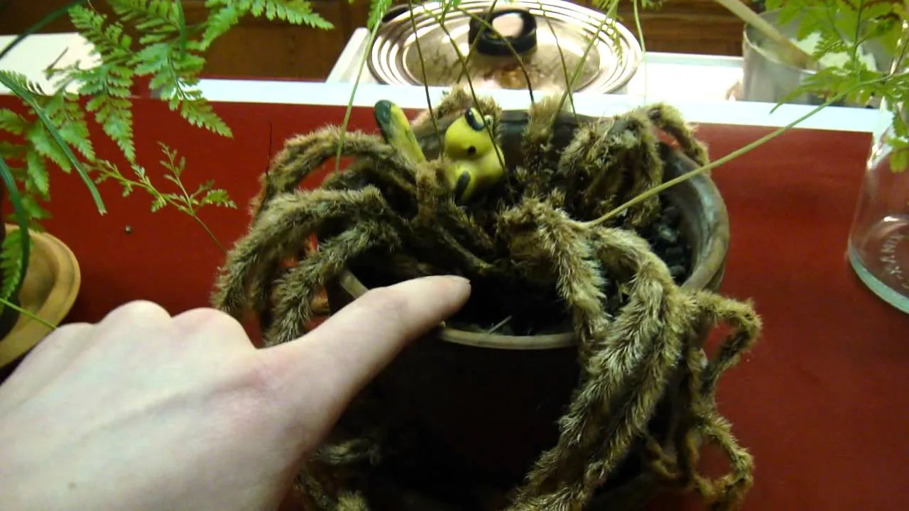19543 tarantula plant soil