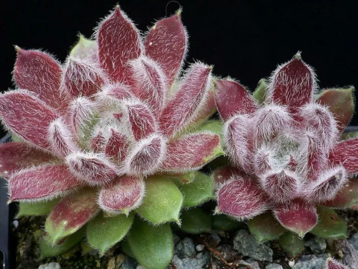 19543 tarantula plant sunlight