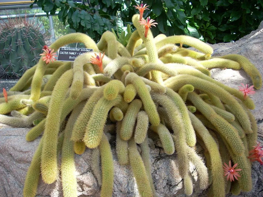 19543 tarantula plant varieties