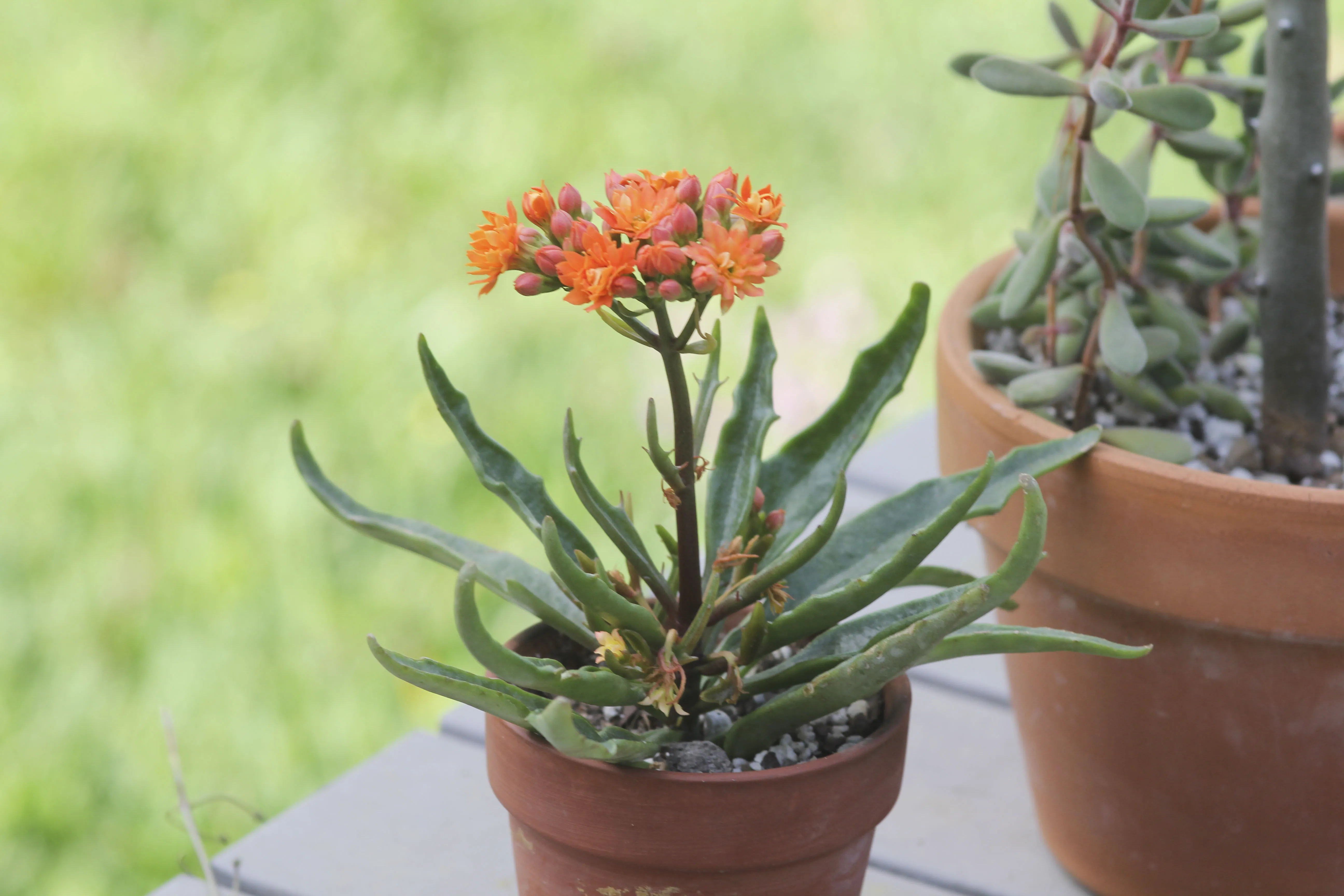 19543 tarantula plant watering