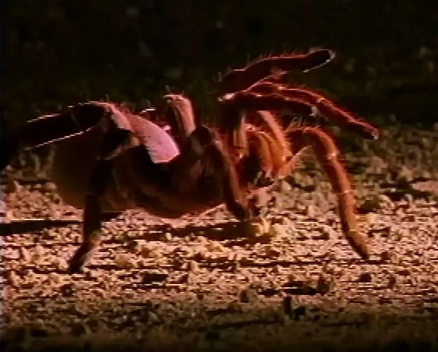 19544 tarantula shadow work