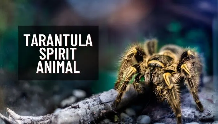 19544 tarantula spirit animal recognition