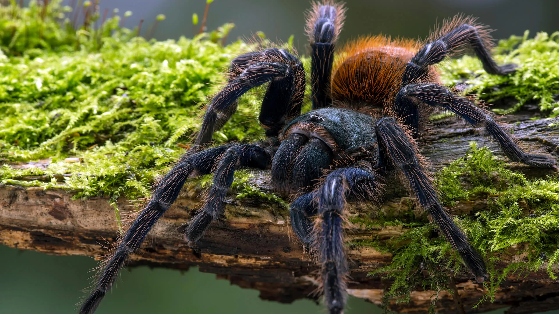 19544 tarantula transformation