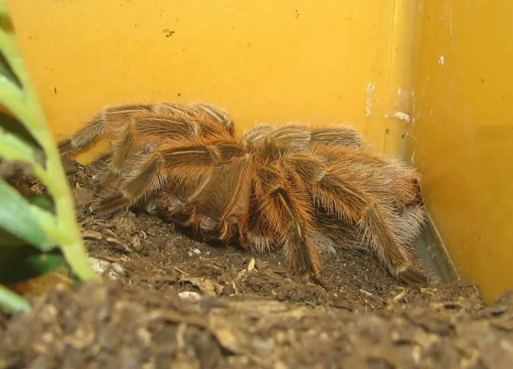 19546 rose hair tarantula philippines enclosure