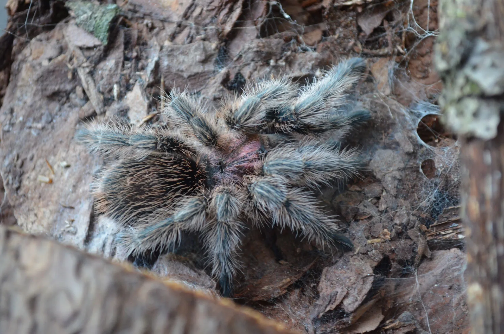 19546 rose hair tarantula philippines feeding