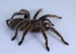 19546 rose hair tarantula philippines handling