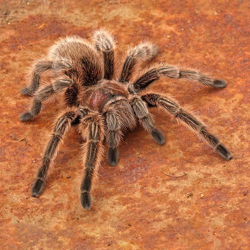 /img/19546-rose-hair-tarantula-philippines-hide.webp