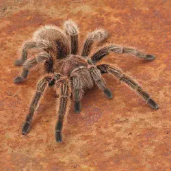 /img/19546-rose-hair-tarantula-philippines-hide.webp