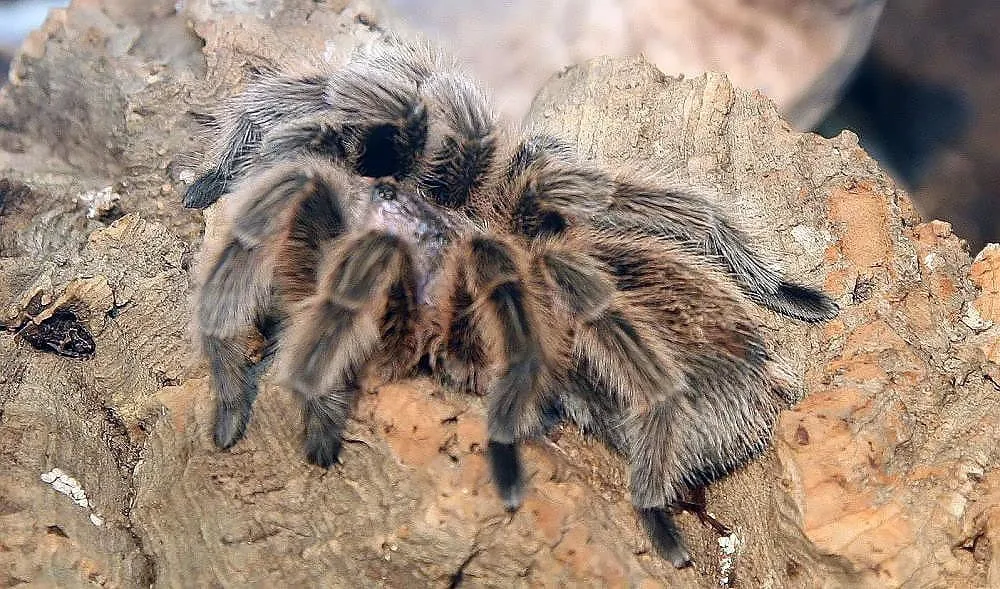19546 rose hair tarantula philippines humidity