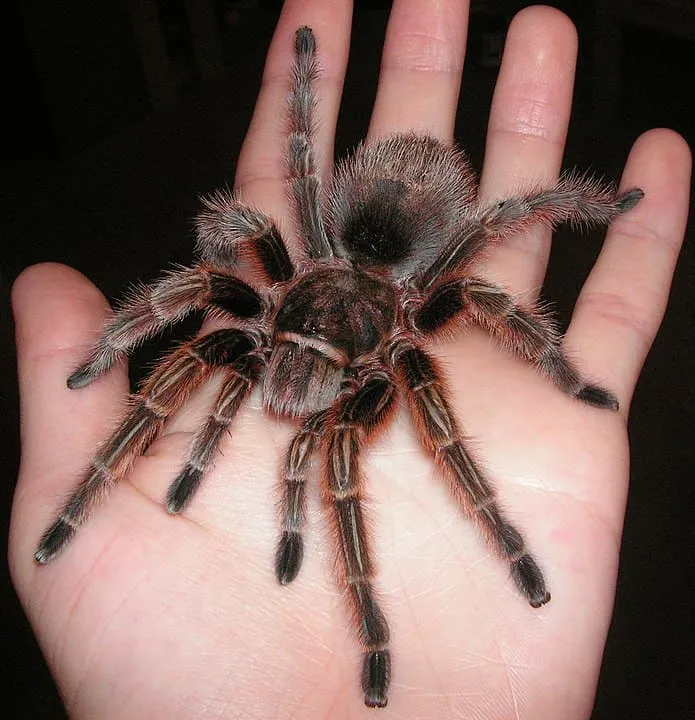 19546 rose hair tarantula philippines temperature