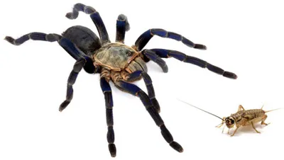 19547 mealworms tarantula